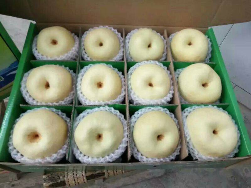 酥梨200~250g纸袋