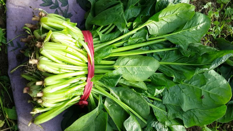 菠菜20~25厘米