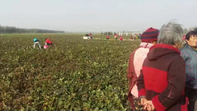 红薯淀粉