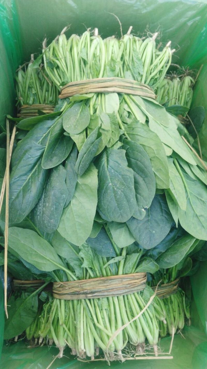 越冬菠菜25~30厘米