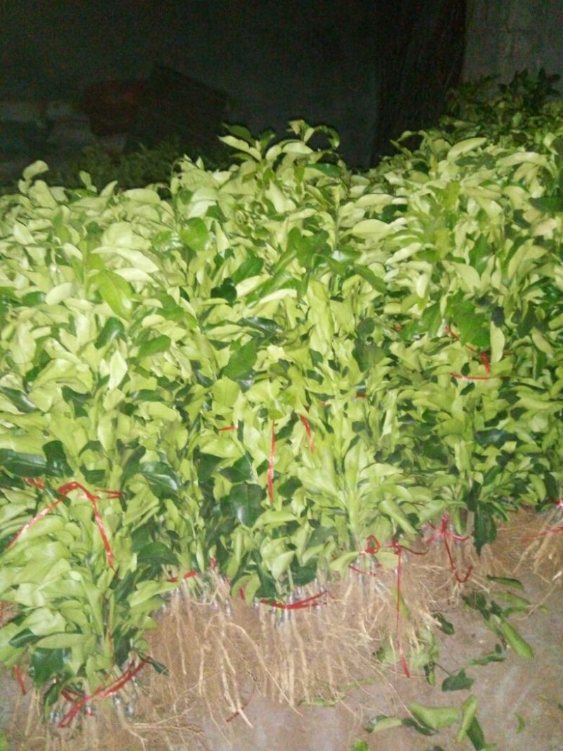 三红蜜柚苗品种纯正，苗子无病。