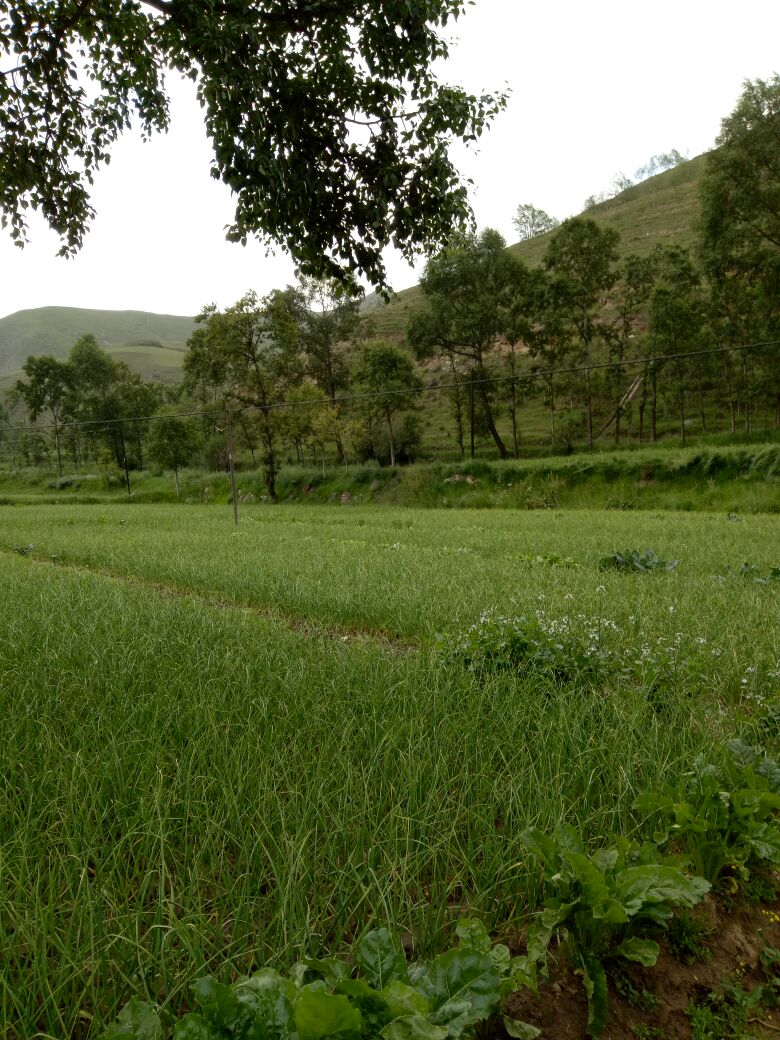 青海西宁市湟源县四季蒜苗 70~80cm批发_张发