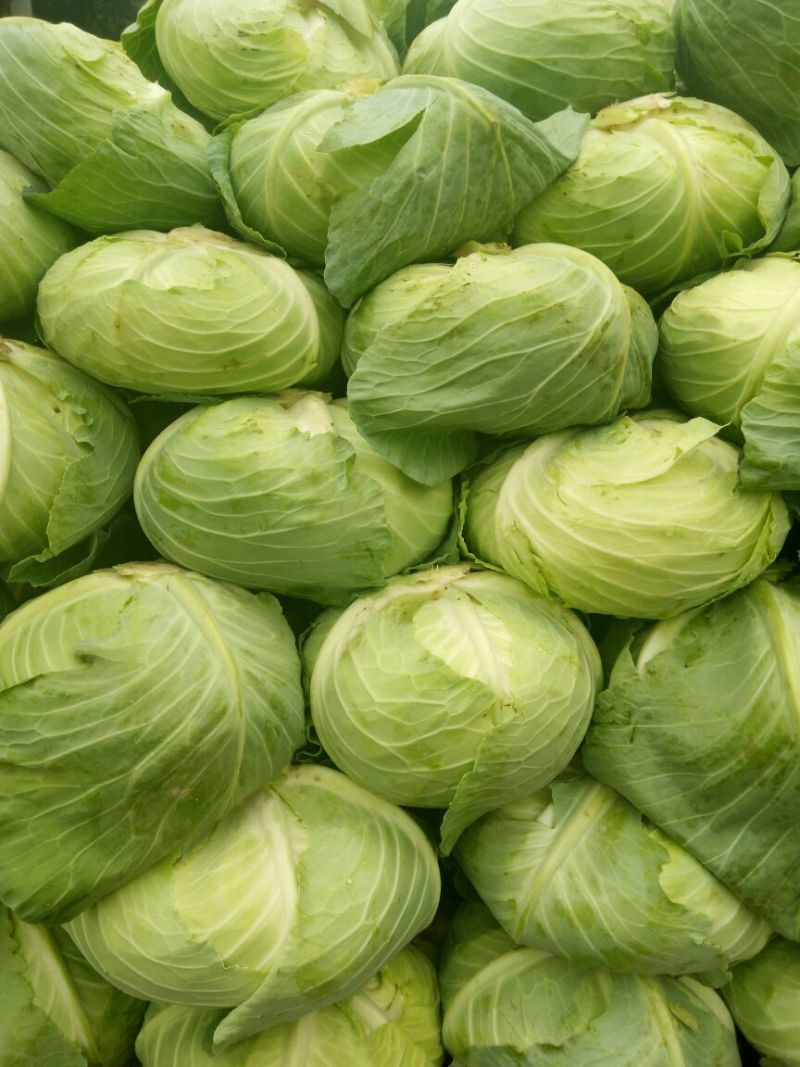甘蓝包菜扁包菜翠嫩清秀质优量大千亩基地