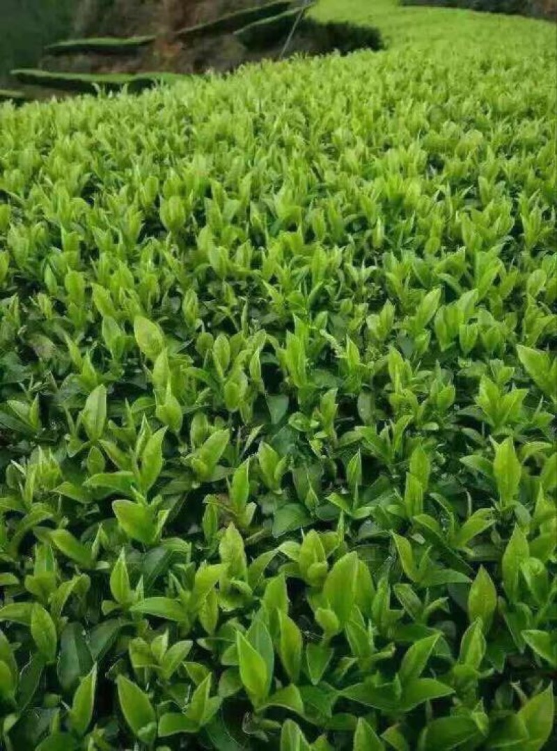 观音茶