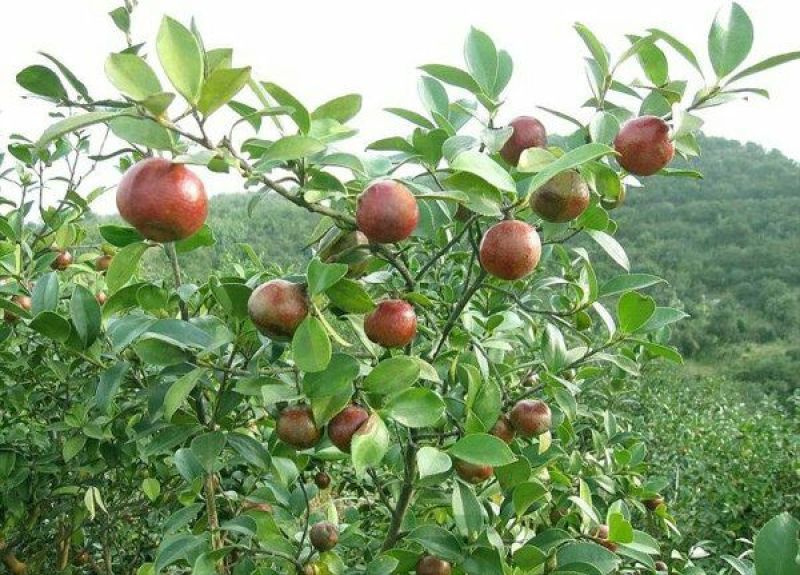 茶树油