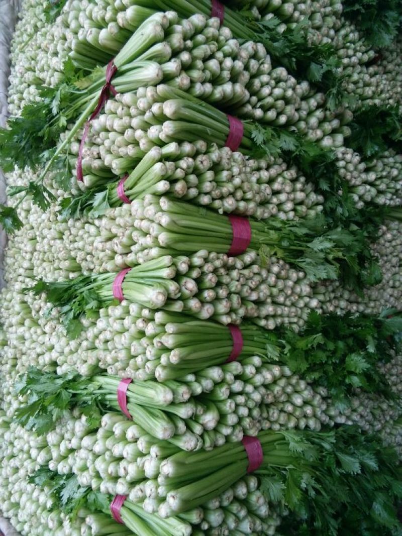 皇妃芹菜50cm以上货源充足，全国供货中