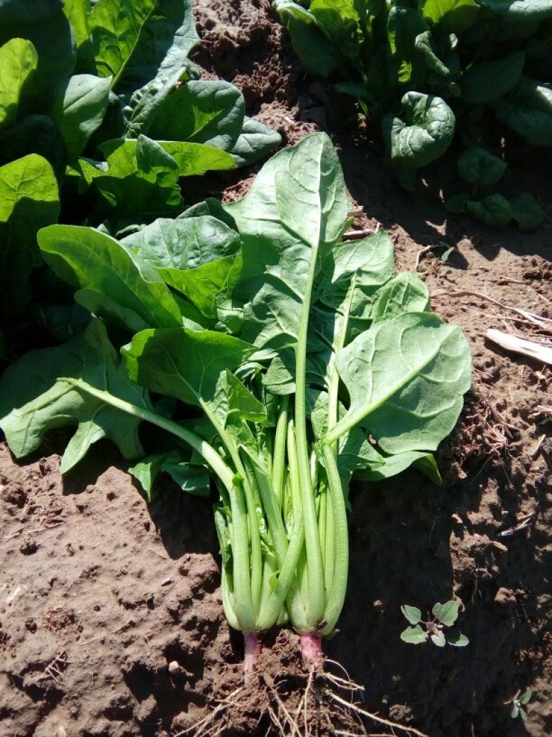 大叶菠菜30~35厘米