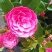 茶花树
