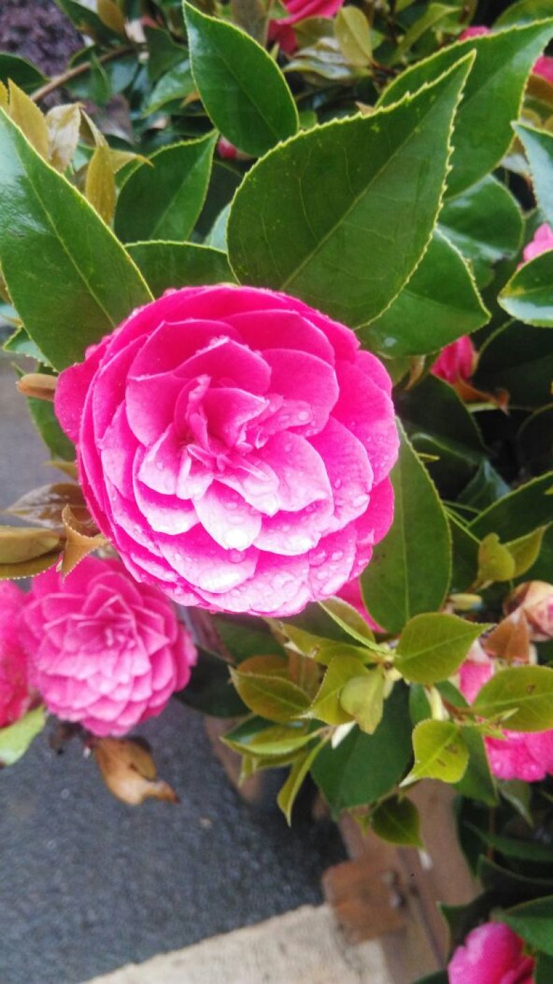 茶花树