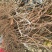 葡萄苗1年30~50cm