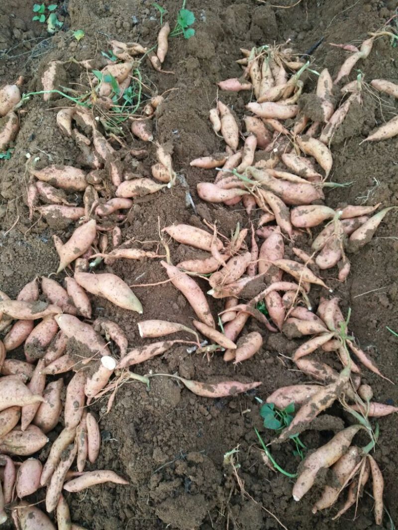 宜城红薯《龙薯9号》3两以上黄心个头均匀货源充足
