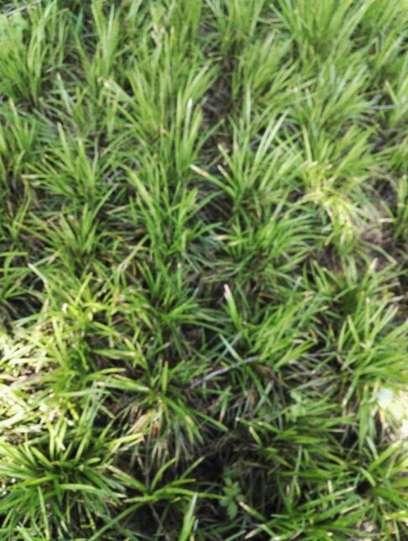 麦冬草