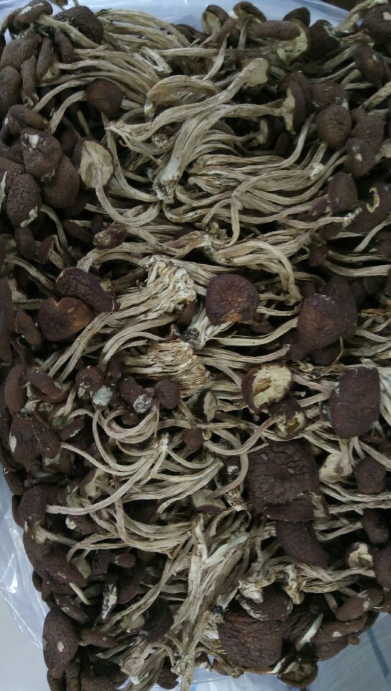 茶树菇10cm