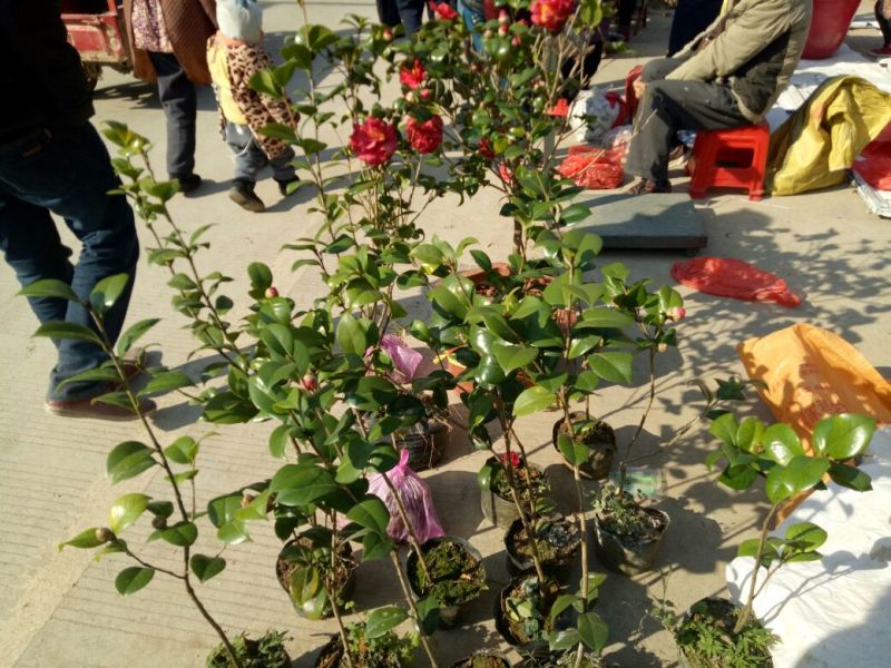 茶花苗茶花树苗红露珍爱茶花苗