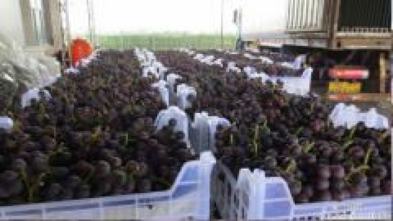巨峰葡萄5%以下0.6~0.8斤