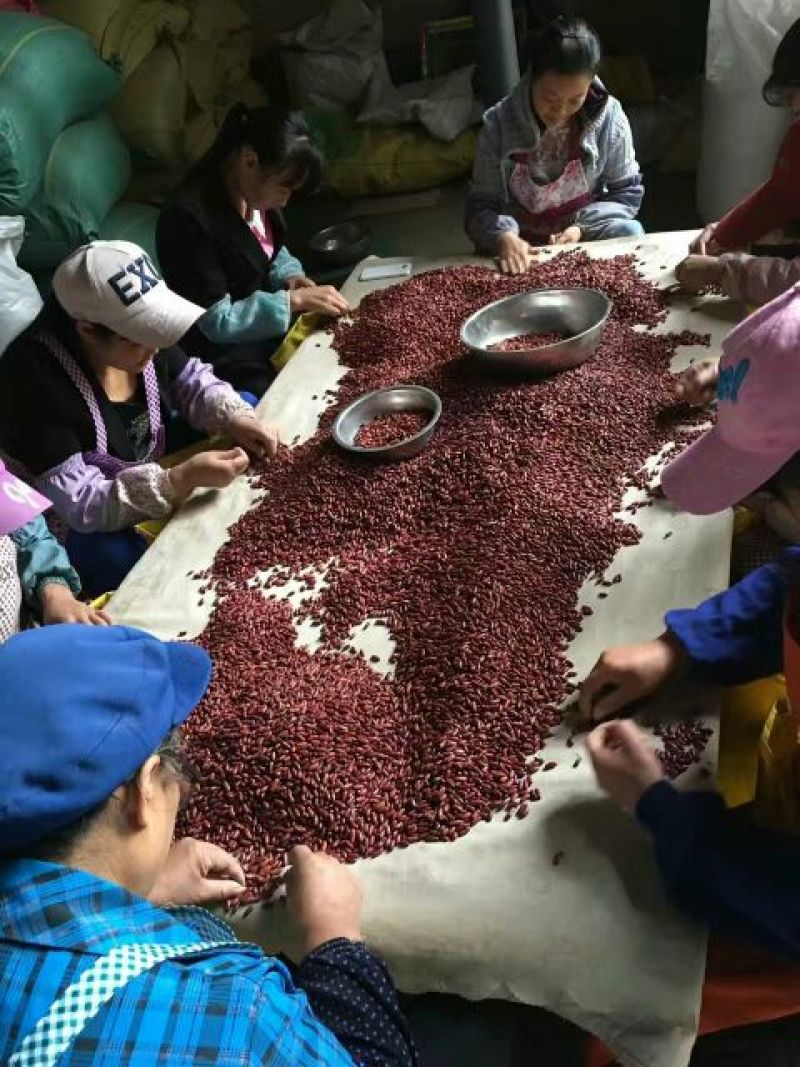四季豆种子泰国架豆王种子无筋豆豆王种子