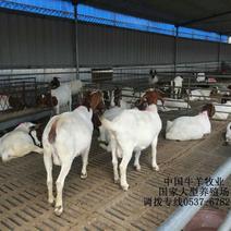 波尔山羊种羊，纯种波尔山羊，怀孕羊，羊羔30~50斤