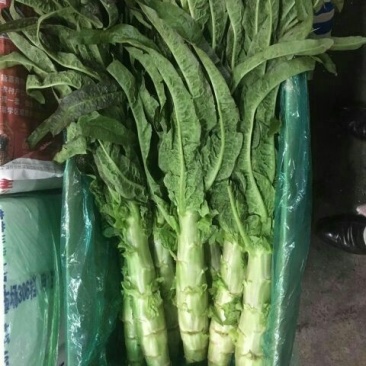 山东精品红尖叶莴苣