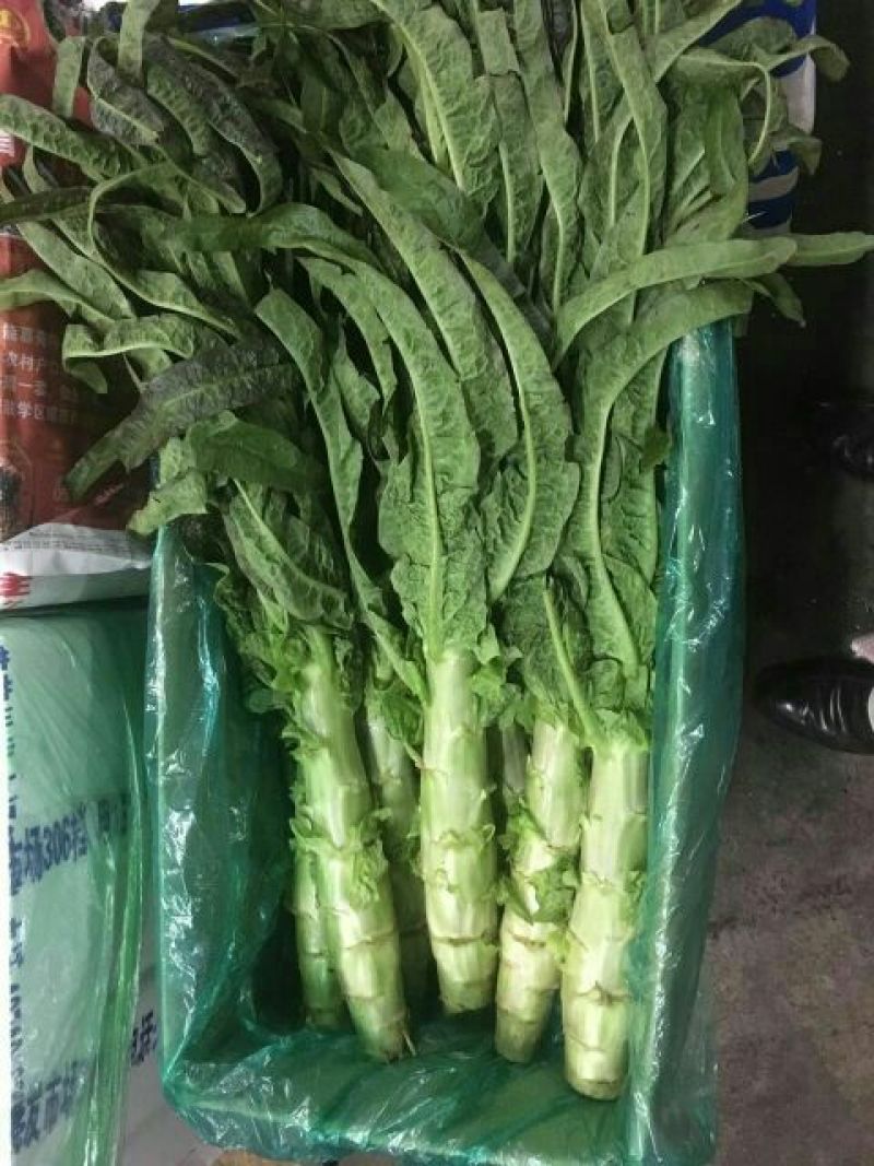 山东精品红尖叶莴苣