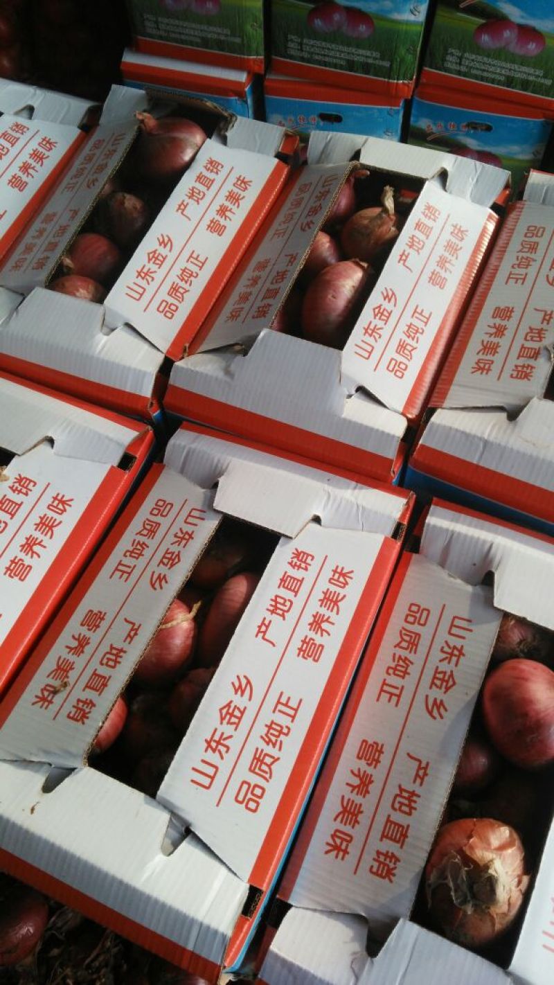 红皮洋葱8厘米以上