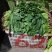 名门菠菜10~15厘米