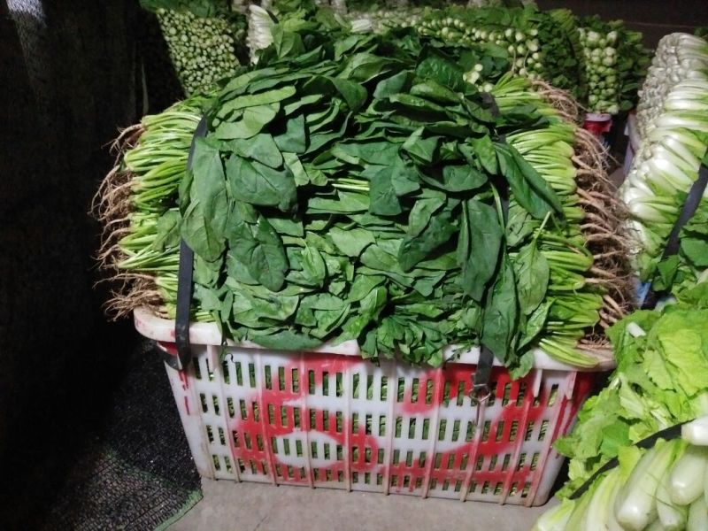 名门菠菜10~15厘米