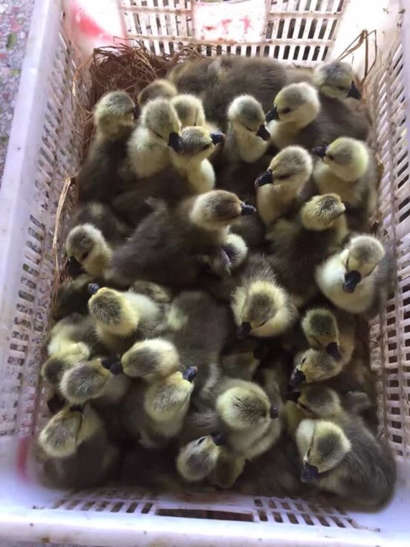 狮头鹅苗
