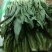 油麦菜25~30厘米以上