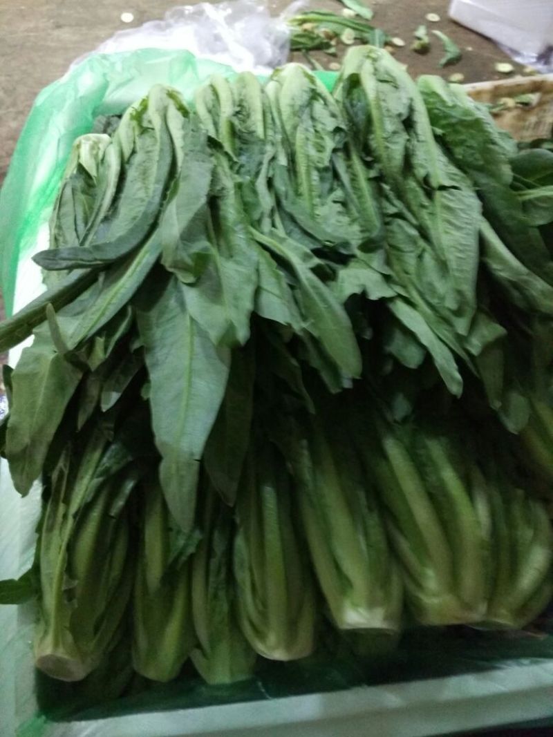 油麦菜25~30厘米以上