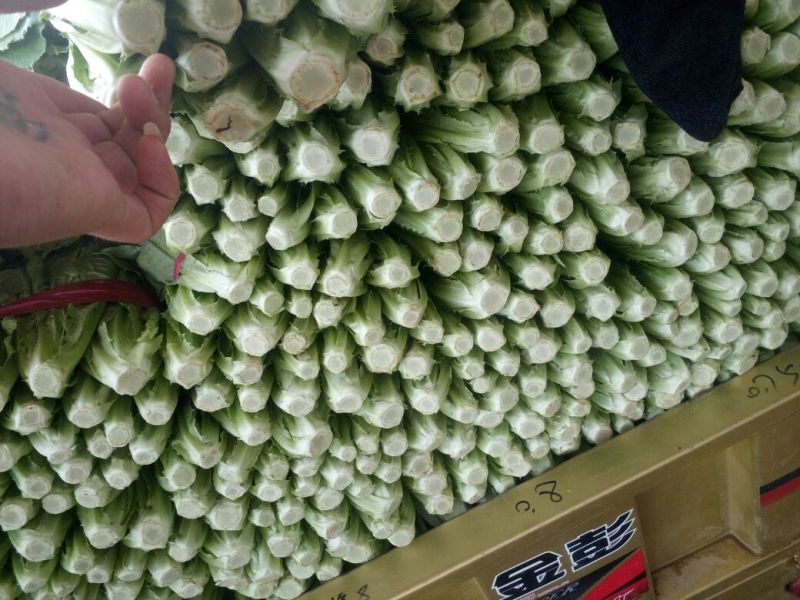 油麦菜10~15厘米以上