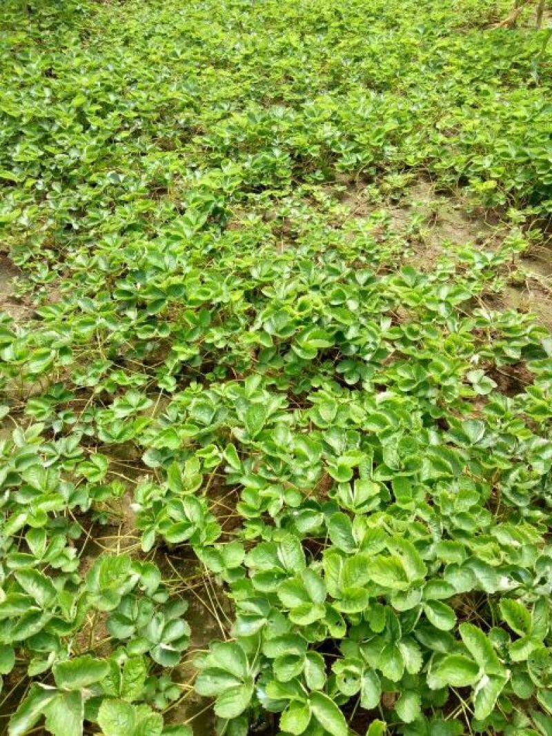 天仙醉草莓苗10~20cm