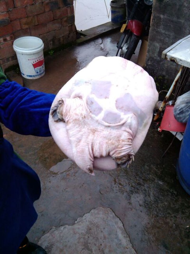 生态甲鱼