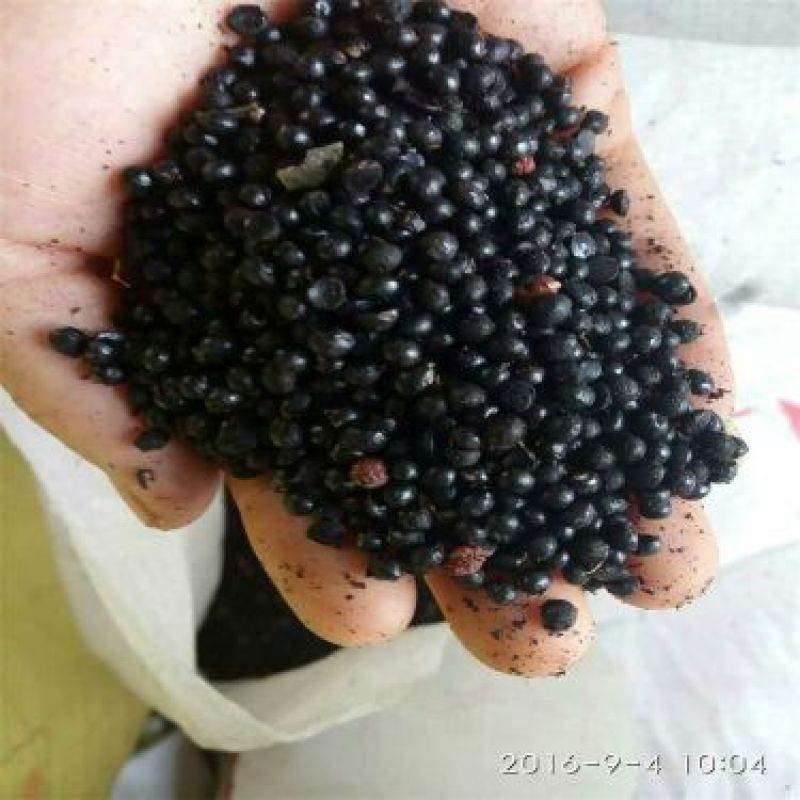 花椒种子青花椒籽