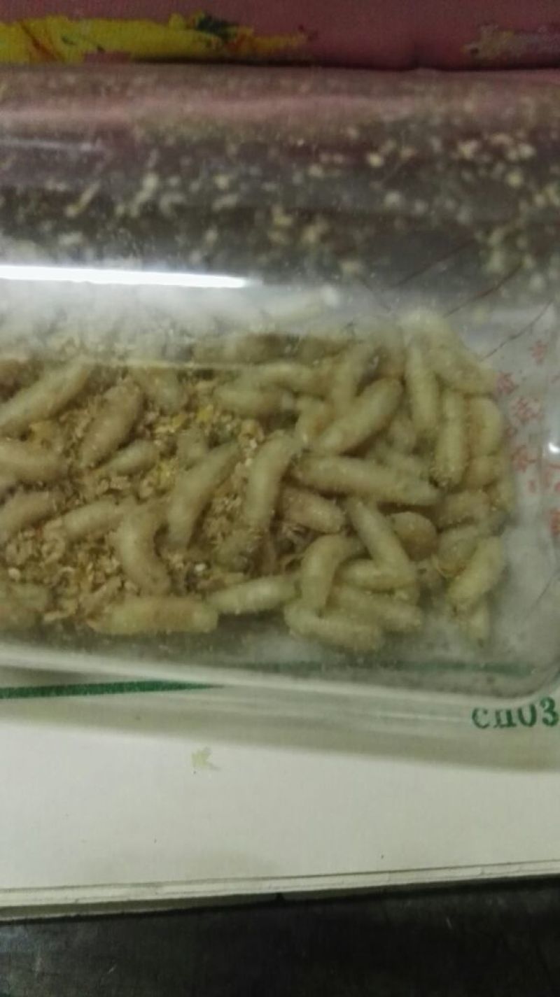 蝇蛆活蛆