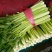 芹菜45cm以上