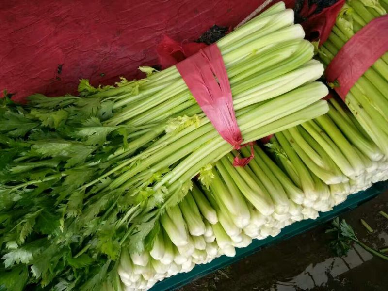 芹菜45cm以上