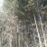 绿竹11~12m