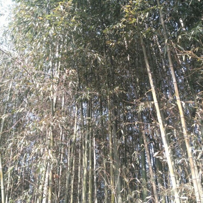 绿竹11~12m