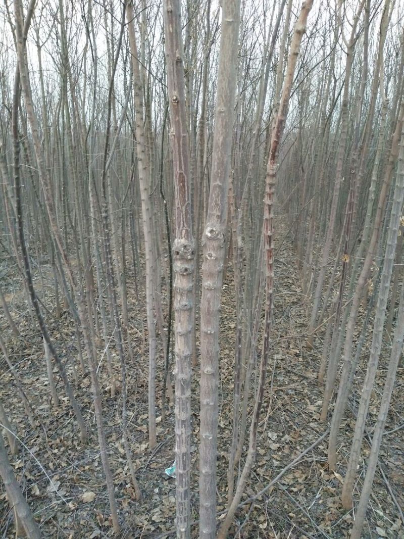 丝绵木261~300cm