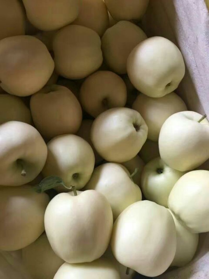 黄元帅苹果纸袋上市中