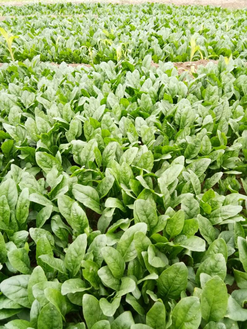 名门菠菜15~20厘米