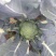 耐寒优秀西兰花0.8~1.5斤