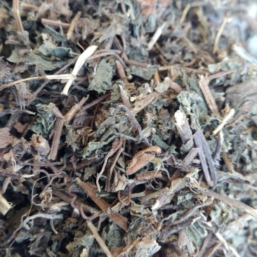 绞股蓝
