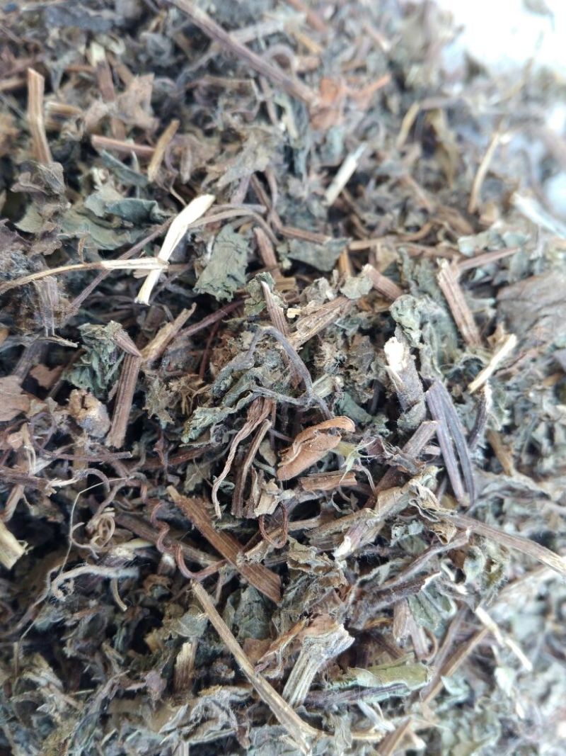 绞股蓝