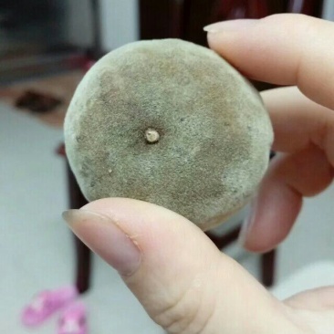 化橘红化州人工种植干货