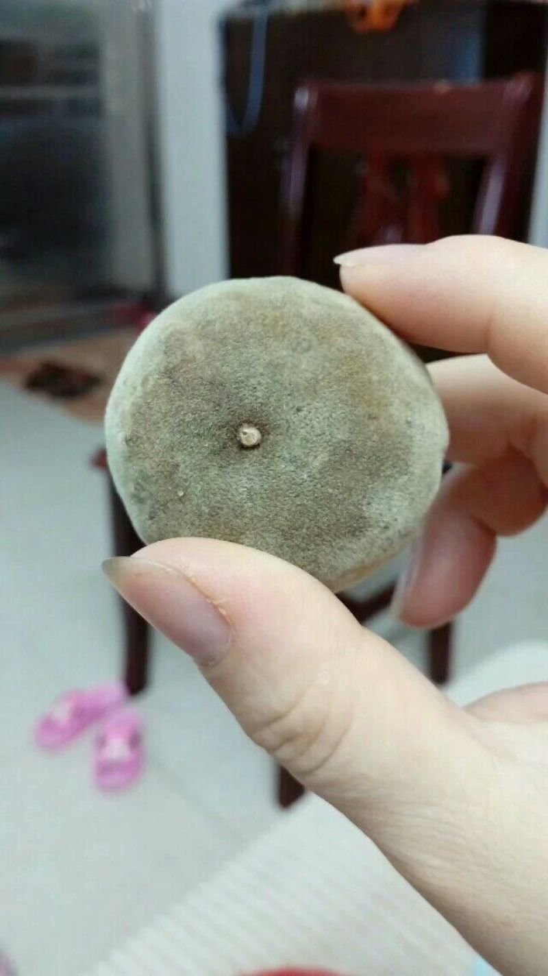 化橘红化州人工种植干货