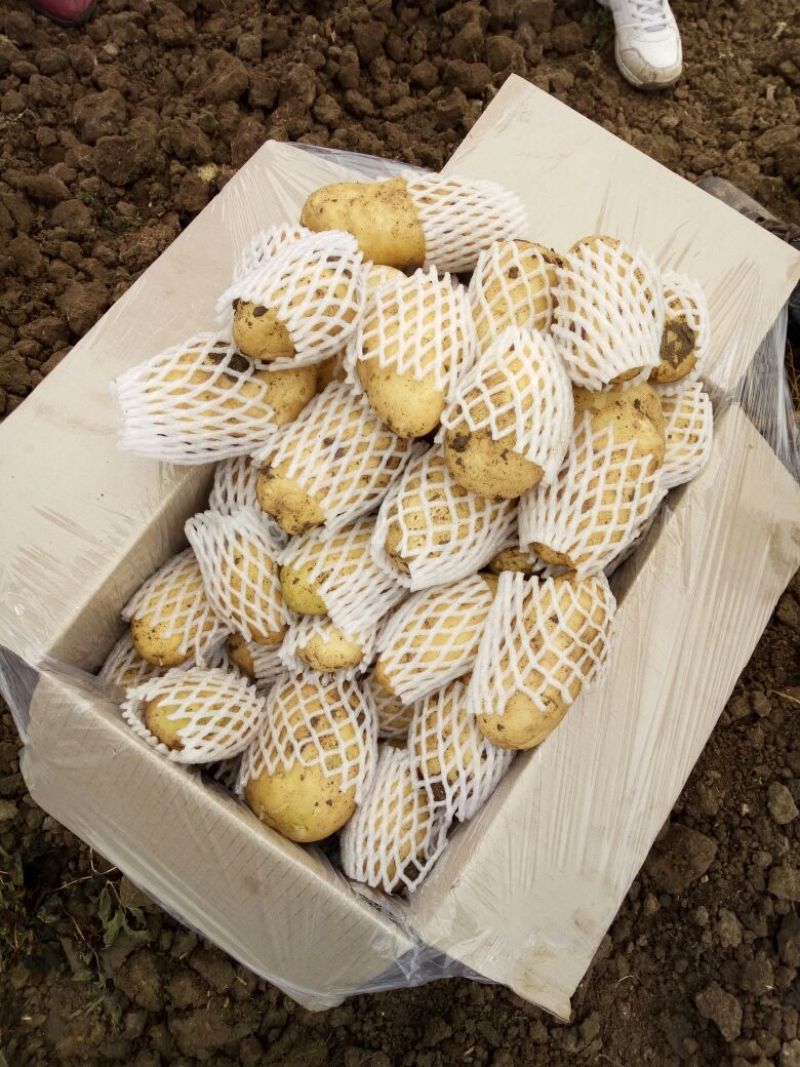 迷你土豆1两以下黄皮黄心油炸专用薯，规格大小可定制分选