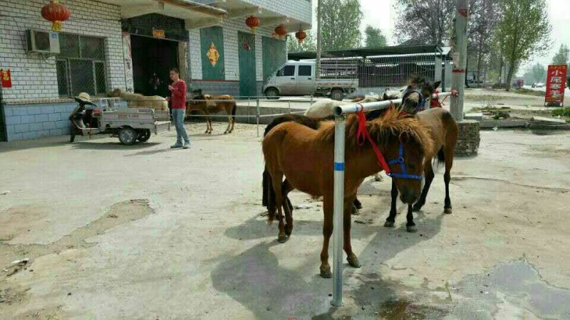阿拉伯马