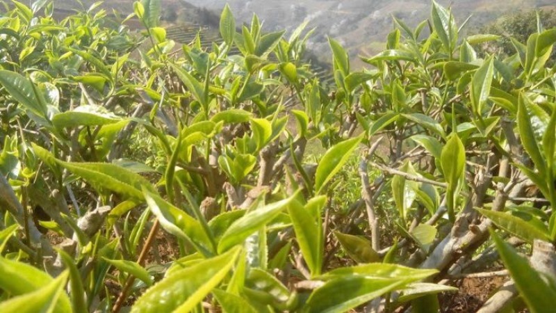 普洱茶