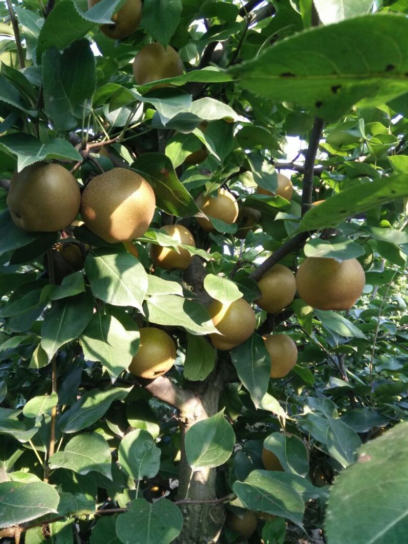 黄花梨光果湖北沙梨基地